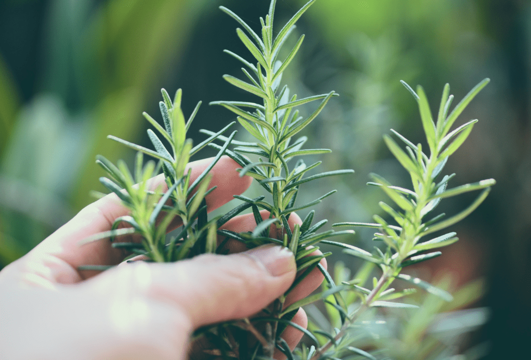 Dise&ntilde;o personalizado